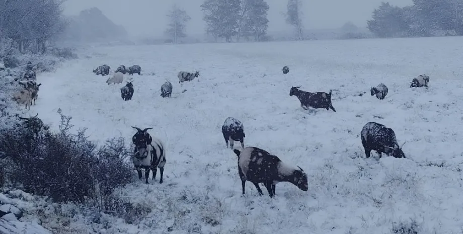 Сніг посеред Африки: руйнівна стихія вразила Південну Африку, знеструмивши сотні тисяч будинків і спричинивши численні жертви